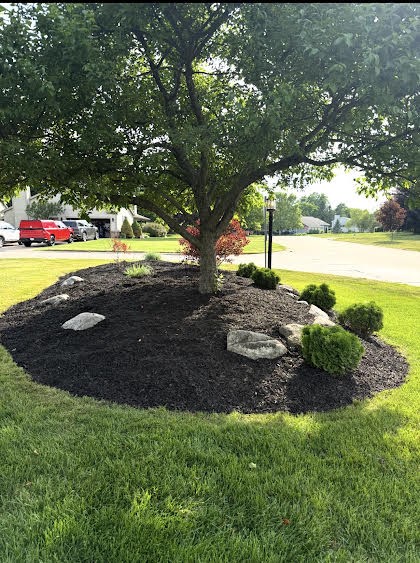 Fresh black mulch bed with boulders around a front yard tree